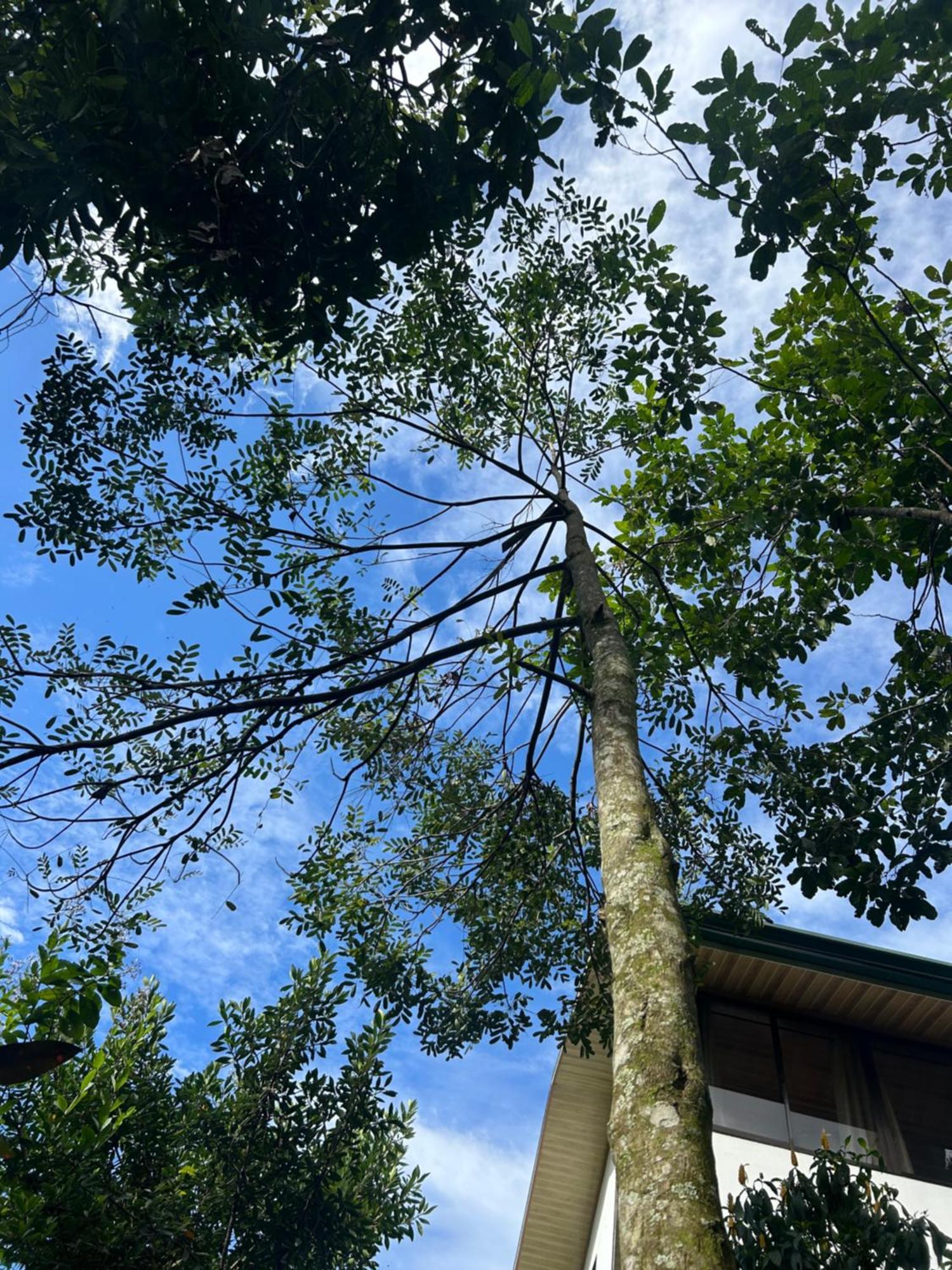 Eco Villas Tambor Tucanes ภายนอก รูปภาพ