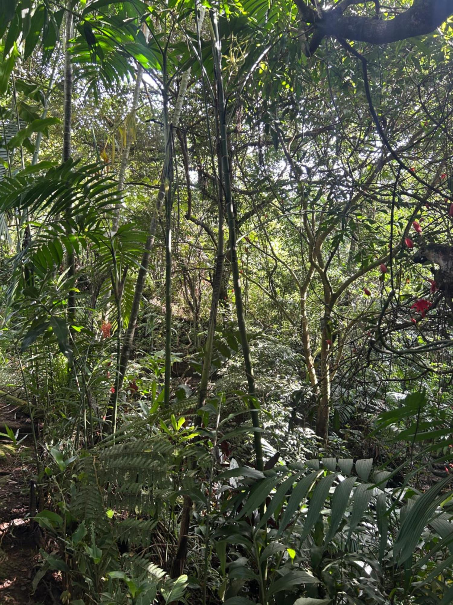 Eco Villas Tambor Tucanes ภายนอก รูปภาพ